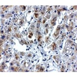 Immunohistochemistry - Siglec11 Antibody from Signalway Antibody (24887) - Antibodies.com