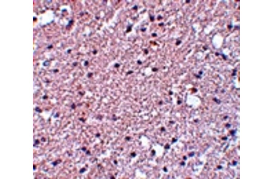 Immunohistochemistry - TMEM184A Antibody from Signalway Antibody (25089) - Antibodies.com