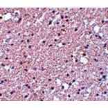 Immunohistochemistry - TMEM184A Antibody from Signalway Antibody (25089) - Antibodies.com