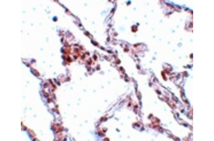 Immunohistochemistry - TMEM184B Antibody from Signalway Antibody (25090) - Antibodies.com