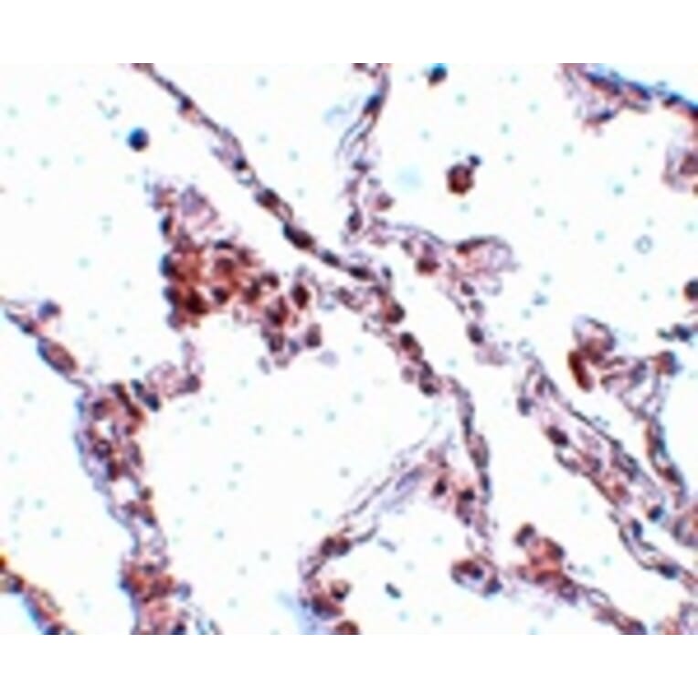 Immunohistochemistry - TMEM184B Antibody from Signalway Antibody (25090) - Antibodies.com
