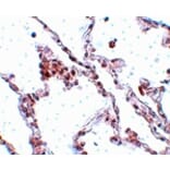 Immunohistochemistry - TMEM184B Antibody from Signalway Antibody (25090) - Antibodies.com