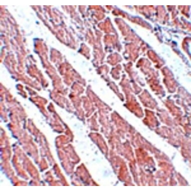 Immunohistochemistry - TMEM184C Antibody from Signalway Antibody (25091) - Antibodies.com