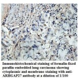 ARHGAP27 Antibody from Signalway Antibody (39850) - Antibodies.com