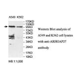 ARHGAP27 Antibody from Signalway Antibody (39850) - Antibodies.com