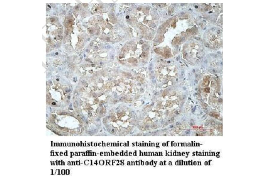 C14ORF28 Antibody from Signalway Antibody (39953) - Antibodies.com