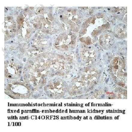 C14ORF28 Antibody from Signalway Antibody (39953) - Antibodies.com