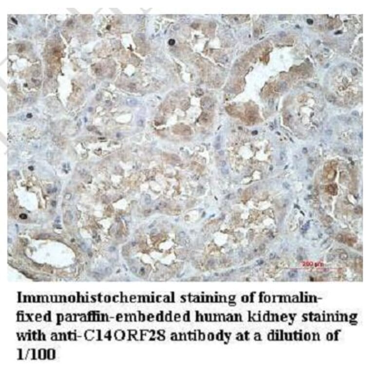 C14ORF28 Antibody from Signalway Antibody (39953) - Antibodies.com