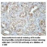 C14ORF28 Antibody from Signalway Antibody (39953) - Antibodies.com