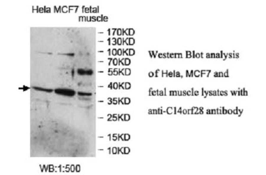 C14ORF28 Antibody from Signalway Antibody (39953) - Antibodies.com