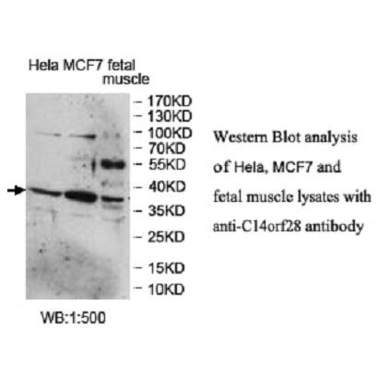 C14ORF28 Antibody from Signalway Antibody (39953) - Antibodies.com