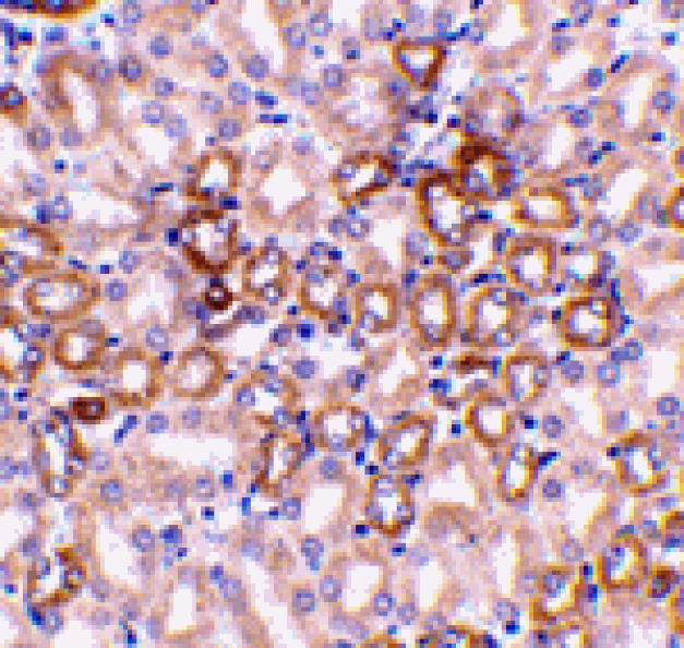 Immunohistochemistry - Nephrin Antibody from Signalway Antibody (24104) - Antibodies.com