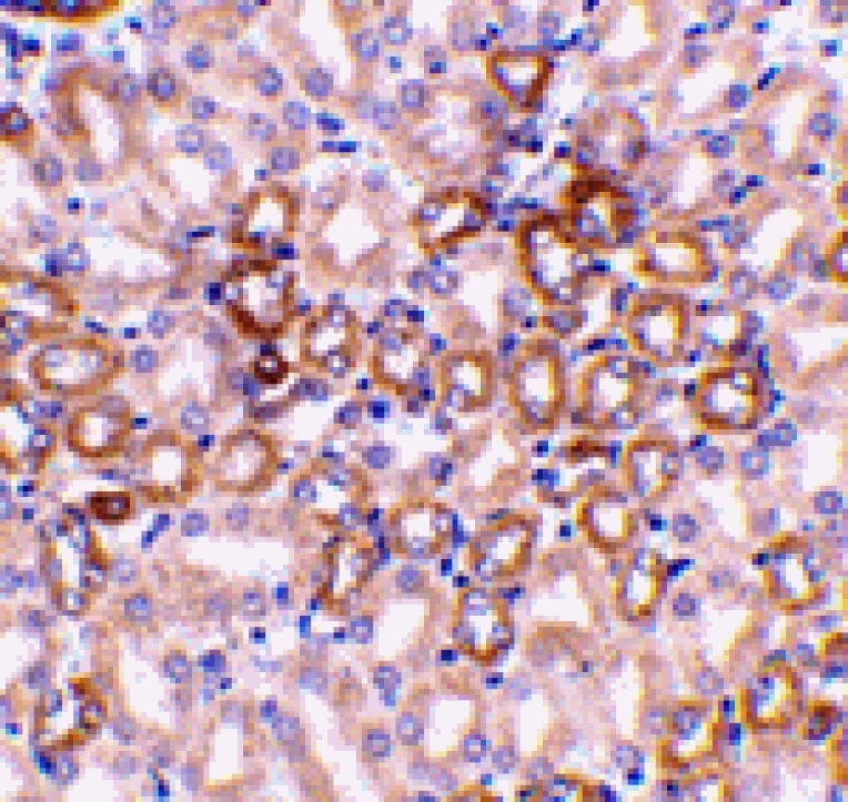 Immunohistochemistry - Nephrin Antibody from Signalway Antibody (24104) - Antibodies.com