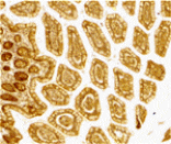 Immunohistochemistry - DC-SIGN Antibody from Signalway Antibody (24126) - Antibodies.com