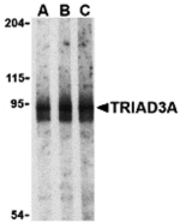 Western blot - TRIAD3A Antibody from Signalway Antibody (24257) - Antibodies.com