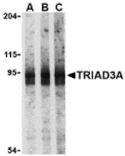 Western blot - TRIAD3A Antibody from Signalway Antibody (24257) - Antibodies.com