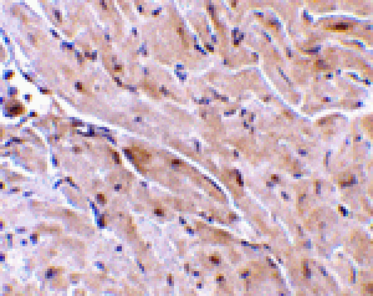 Immunohistochemistry - TRIAD3A Antibody from Signalway Antibody (24257) - Antibodies.com
