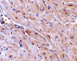 Immunohistochemistry - TRIAD3A Antibody from Signalway Antibody (24257) - Antibodies.com