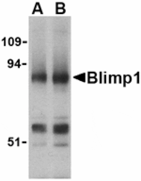 Western blot - Blimp-1 Antibody from Signalway Antibody (24475) - Antibodies.com