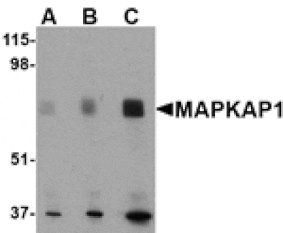 Western blot - MAPKAP1 Antibody from Signalway Antibody (24510) - Antibodies.com