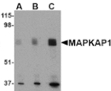 Western blot - MAPKAP1 Antibody from Signalway Antibody (24510) - Antibodies.com