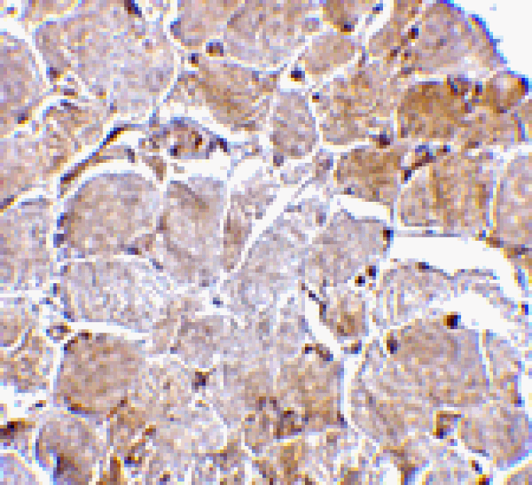 Immunohistochemistry - MAPKAP1 Antibody from Signalway Antibody (24510) - Antibodies.com