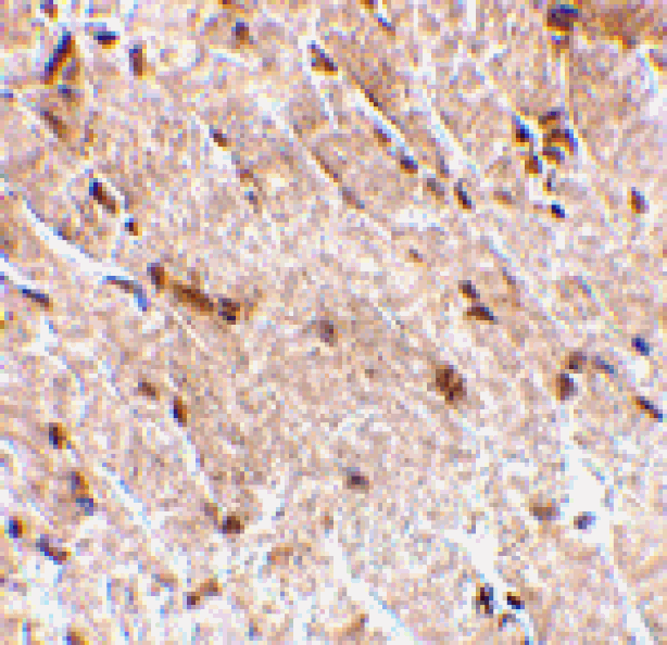 Immunohistochemistry - MAPKAP1 Antibody from Signalway Antibody (24511) - Antibodies.com