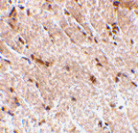 Immunohistochemistry - MAPKAP1 Antibody from Signalway Antibody (24511) - Antibodies.com