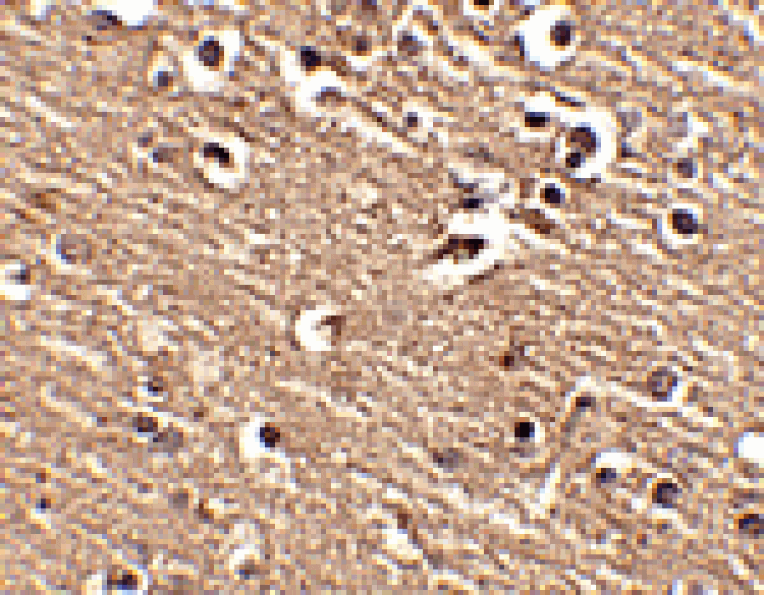 Immunohistochemistry - Slitrk1 Antibody from Signalway Antibody (24627) - Antibodies.com