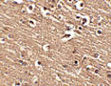 Immunohistochemistry - Slitrk1 Antibody from Signalway Antibody (24627) - Antibodies.com