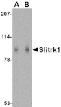 Western blot - Slitrk1 Antibody from Signalway Antibody (24628) - Antibodies.com