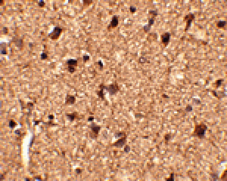 Immunohistochemistry - Slitrk1 Antibody from Signalway Antibody (24628) - Antibodies.com