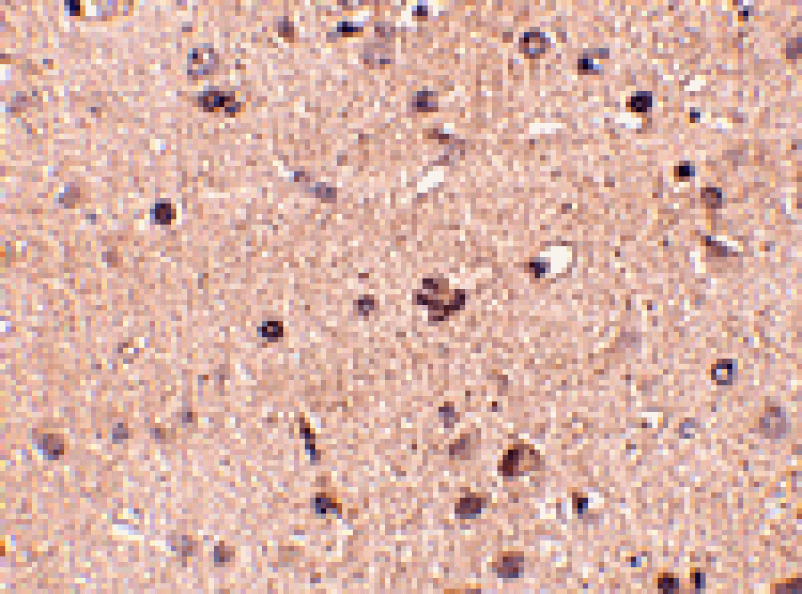 Immunohistochemistry - Slitrk2 Antibody from Signalway Antibody (24629) - Antibodies.com