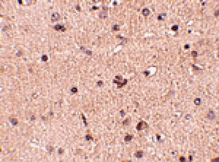 Immunohistochemistry - Slitrk2 Antibody from Signalway Antibody (24629) - Antibodies.com