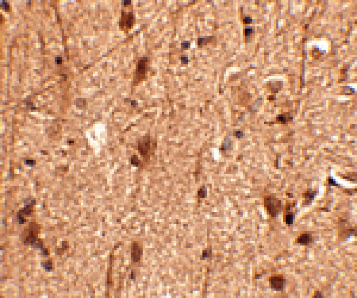 Immunohistochemistry - Slitrk3 Antibody from Signalway Antibody (24631) - Antibodies.com
