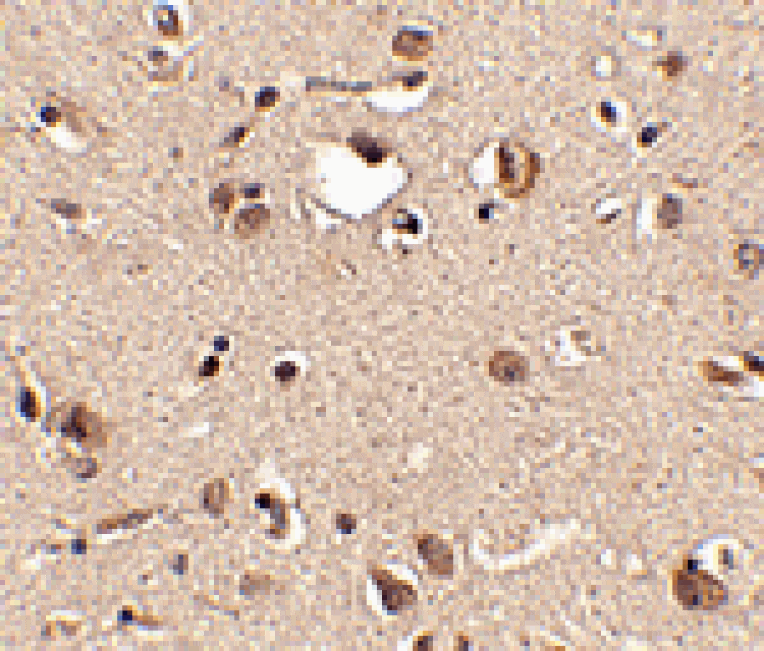 Immunohistochemistry - Slitrk3 Antibody from Signalway Antibody (24632) - Antibodies.com
