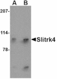 Western blot - Slitrk4 Antibody from Signalway Antibody (24634) - Antibodies.com