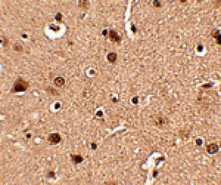 Immunohistochemistry - Slitrk4 Antibody from Signalway Antibody (24634) - Antibodies.com