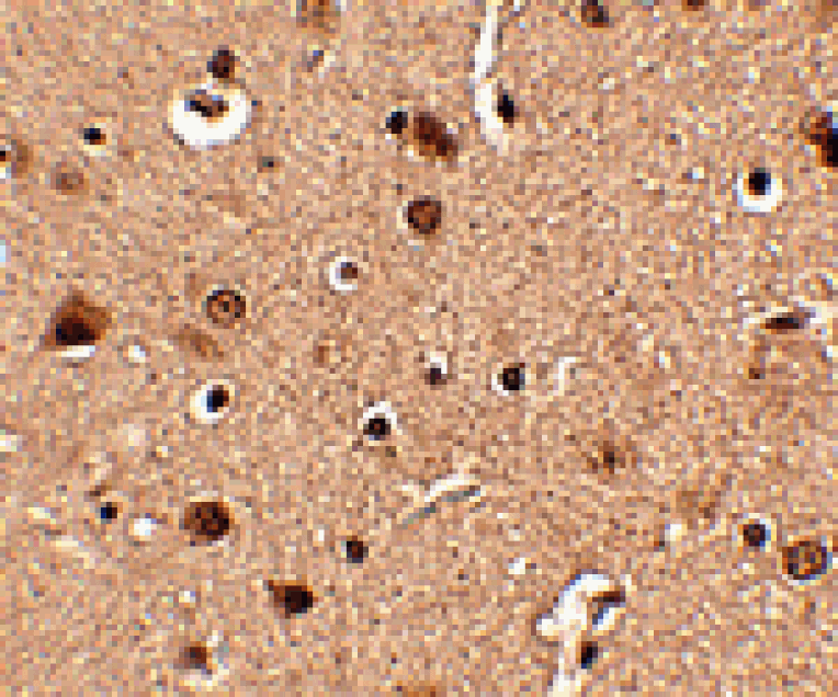 Immunohistochemistry - Slitrk4 Antibody from Signalway Antibody (24634) - Antibodies.com