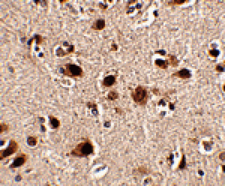 Immunohistochemistry - Slitrk5 Antibody from Signalway Antibody (24635) - Antibodies.com