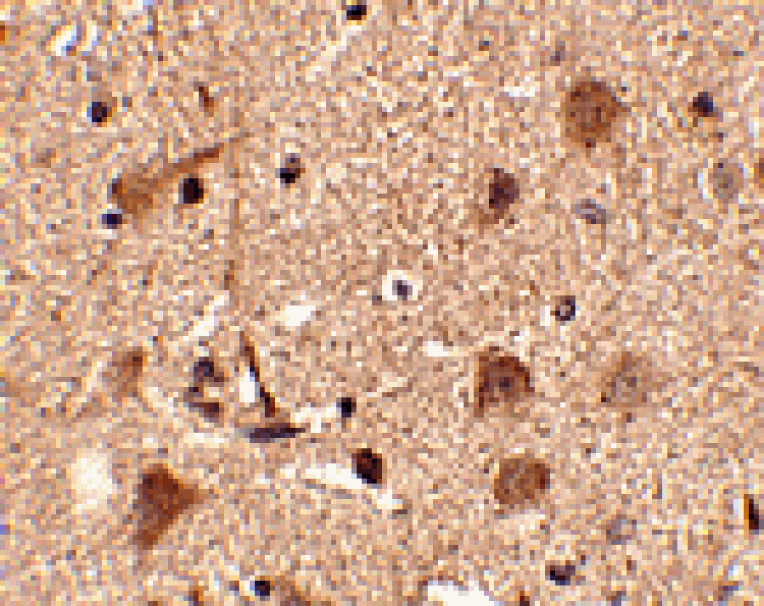 Immunohistochemistry - Slitrk5 Antibody from Signalway Antibody (24636) - Antibodies.com