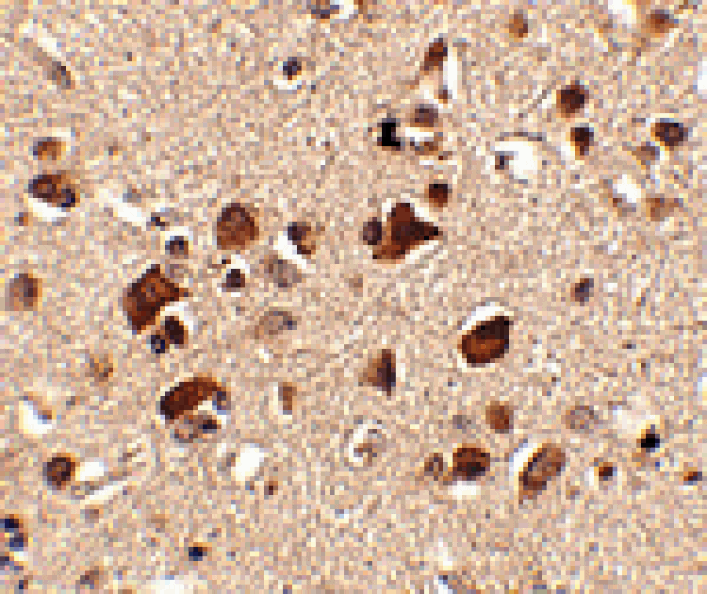 Immunohistochemistry - Slitrk6 Antibody from Signalway Antibody (24637) - Antibodies.com