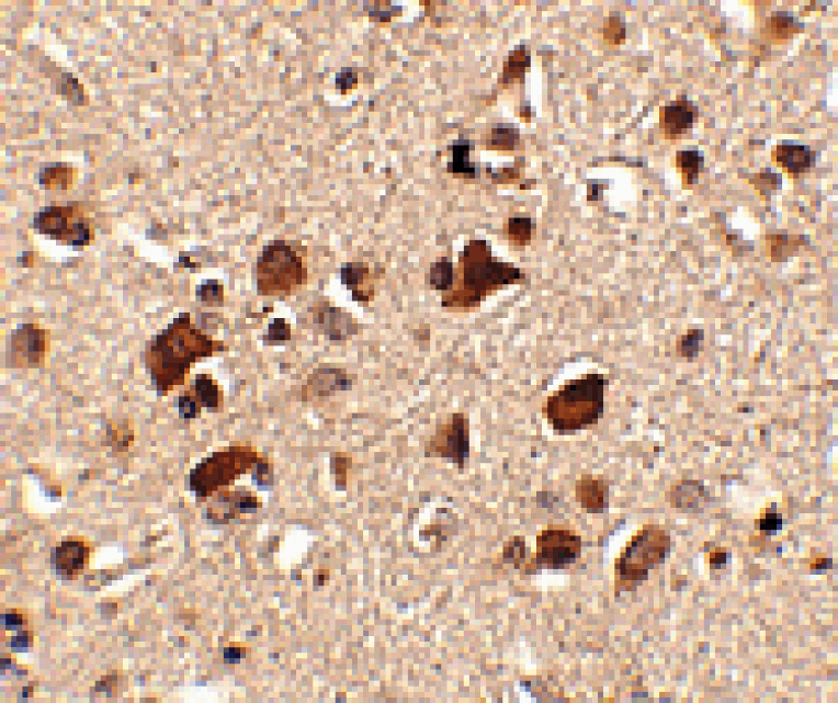 Immunohistochemistry - Slitrk6 Antibody from Signalway Antibody (24637) - Antibodies.com