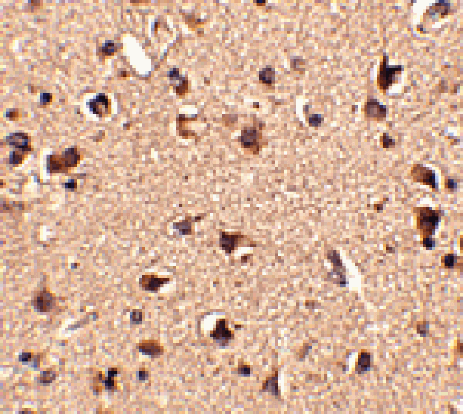 Immunohistochemistry - Slitrk6 Antibody from Signalway Antibody (24638) - Antibodies.com
