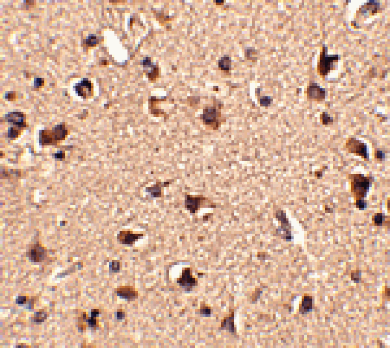 Immunohistochemistry - Slitrk6 Antibody from Signalway Antibody (24638) - Antibodies.com