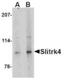 Western blot - Slitrk4 Antibody from Signalway Antibody (24639) - Antibodies.com