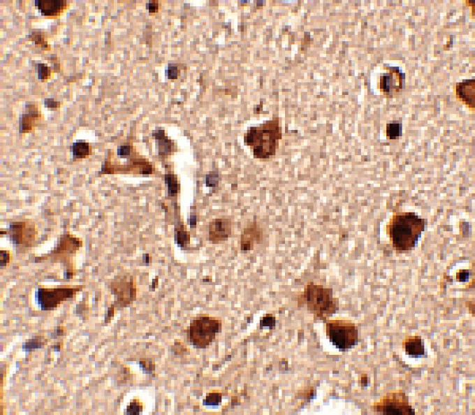 Immunohistochemistry - Slitrk4 Antibody from Signalway Antibody (24639) - Antibodies.com