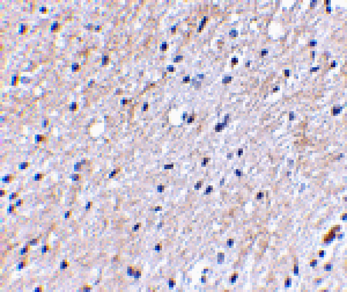Immunohistochemistry - NIPSNAP Antibody from Signalway Antibody (24656) - Antibodies.com