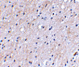 Immunohistochemistry - NIPSNAP Antibody from Signalway Antibody (24656) - Antibodies.com