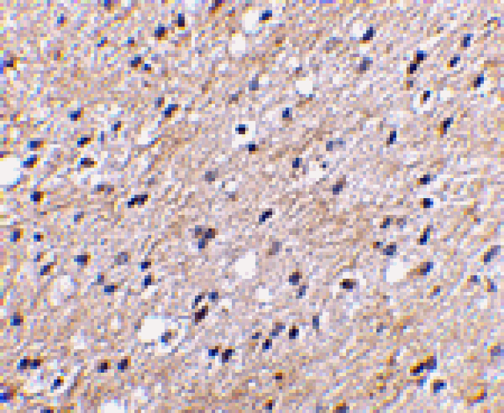 Immunohistochemistry - NIPSNAP Antibody from Signalway Antibody (24657) - Antibodies.com
